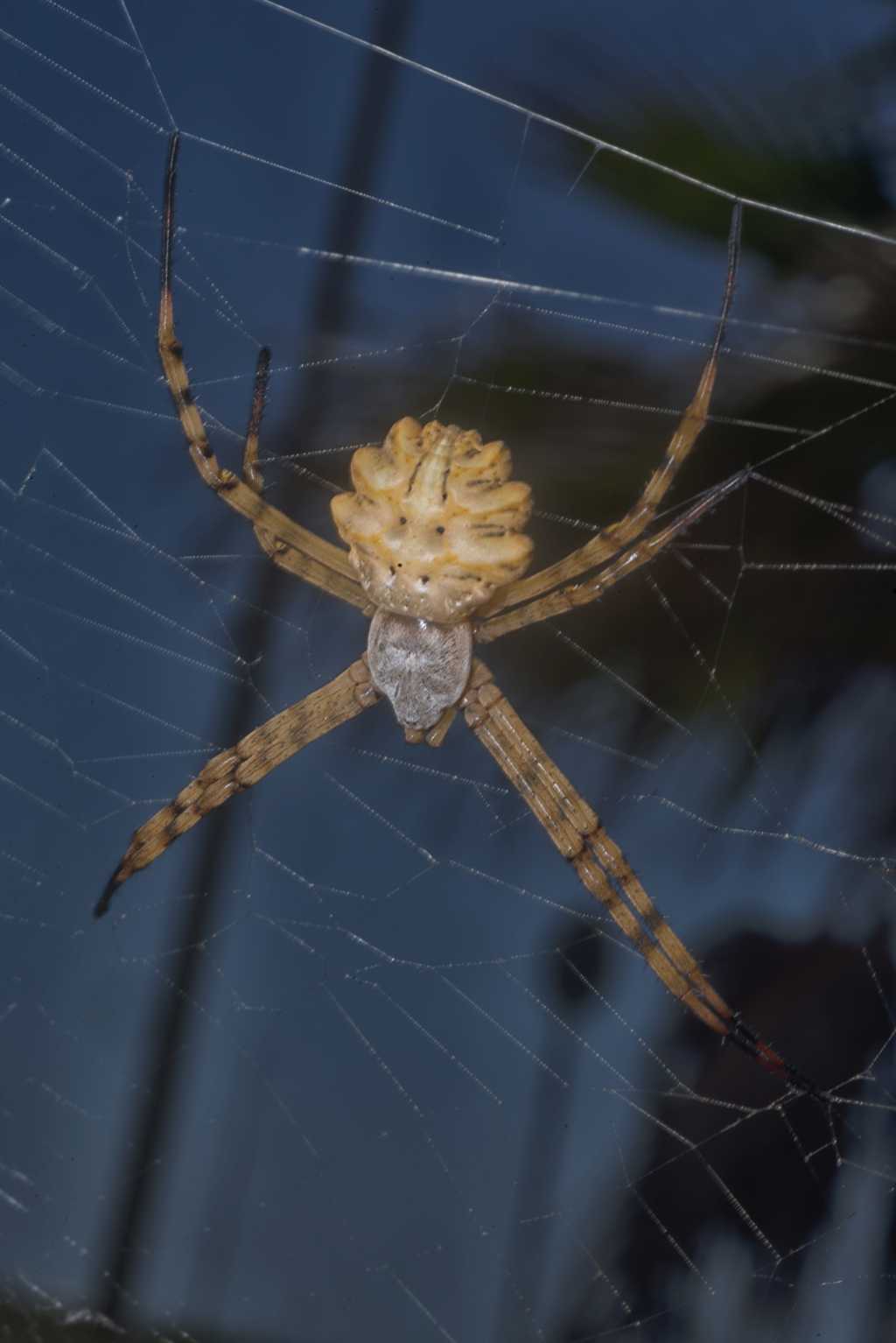 L''Argiope lobata